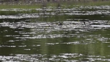 Bir çift Great Grebe Podiceps kristal göl üzerine yuva yapıyor.
