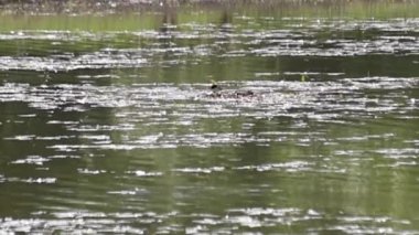Bir çift Great Grebe Podiceps kristal göl üzerine yuva yapıyor.