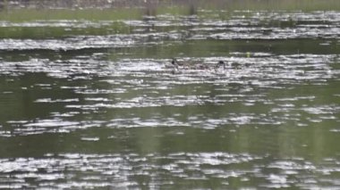 Bir çift Great Grebe Podiceps kristal göl üzerine yuva yapıyor.