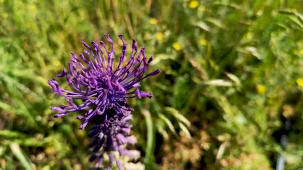 Inflorescence Flowers Phalacroloma Annuum Carpathians — Stock Video