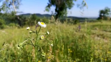 Karpatlar 'da Phalacroloma Yıllık Çiçek Enfeksiyonu