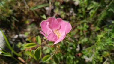 Vahşi gül Rosa California Karpatlar 'da çiçek açtı.
