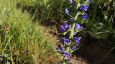 Karpatlar 'da yaygın çürük Echium vulgare çiçek açıyor.