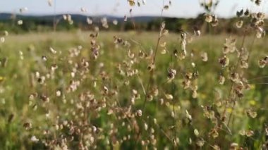 Briza medyası Karpatlar 'da çiçek açtı
