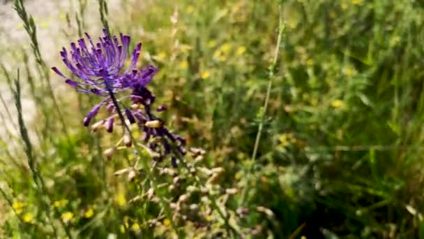 Blütenstand Der Blüten Phalacroloma Annuum Den Karpaten — Stockvideo