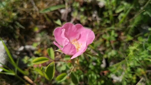 Άγριο Τριαντάφυλλο Rosa Californica Ανθίζει Στα Καρπάθια — Αρχείο Βίντεο