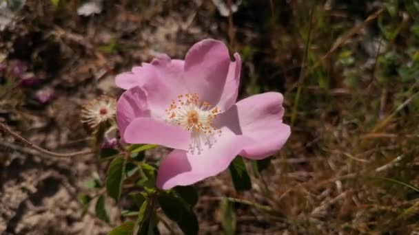 Rosa Silvestre Rosa Californica Florece Los Cárpatos — Vídeos de Stock