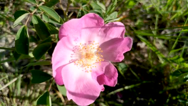 Rosa Silvestre Rosa Californica Florece Los Cárpatos — Vídeos de Stock