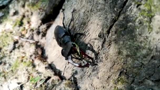 Stag Beetle Mountain Forest — Stock Video