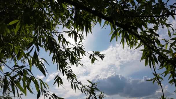 Летний Пейзаж Облачного Неба Сквозь Ивовые Листья — стоковое видео
