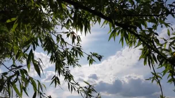 Söğüt Ağacından Geçen Bulutların Zaman Akışı — Stok video