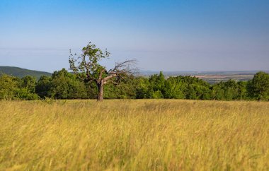 Eski bir ağaçla dağlarda yaz manzarası