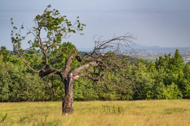 Eski bir ağaçla dağlarda yaz manzarası