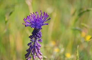 Viper ibikli soğan Muscari komosum Karpatlar 'da çiçek açar.