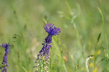 Viper ibikli soğan Muscari komosum Karpatlar 'da çiçek açar.