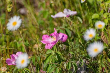 Vahşi gül Rosa California Karpatlar 'da çiçek açtı.