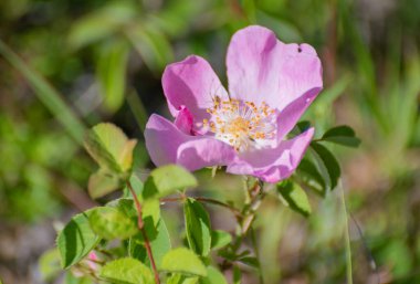 Vahşi gül Rosa California Karpatlar 'da çiçek açtı.