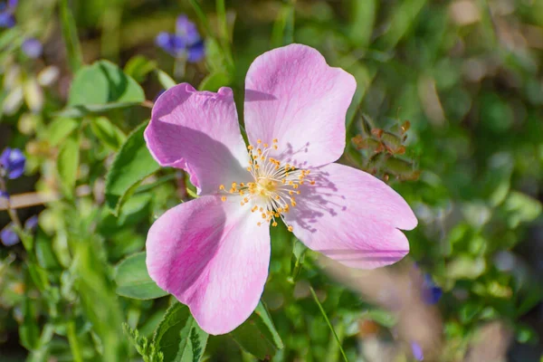Vadrózsa Kaliforniai Rózsa Virágzik Kárpátokban — Stock Fotó