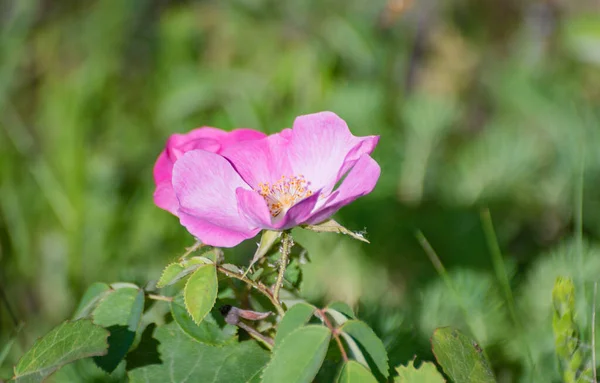 Dzika Róża Rosa Kalifornijska Kwitnie Karpatach — Zdjęcie stockowe