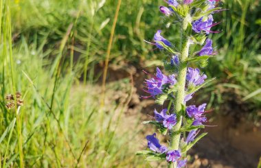 Karpatlar 'da yaygın çürük Echium vulgare çiçek açıyor.