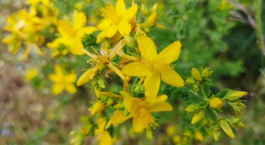 Tıbbi hiperikumun parlak sarı çiçeği.