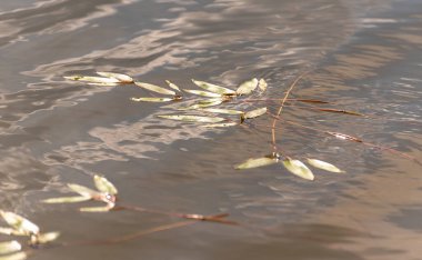 Gölün yüzeyinde filizlenmiş söğüt dalları