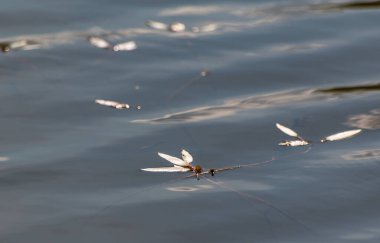 Gölün yüzeyinde filizlenmiş söğüt dalları
