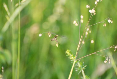 Briza medyası Karpatlar 'da çiçek açtı