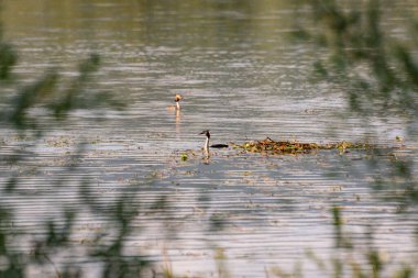 Bir çift Great Grebe Podiceps kristal göl üzerine yuva yapıyor.