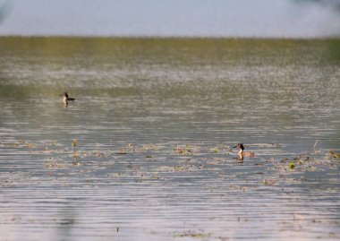 Bir çift Great Grebe Podiceps kristal göl üzerine yuva yapıyor.