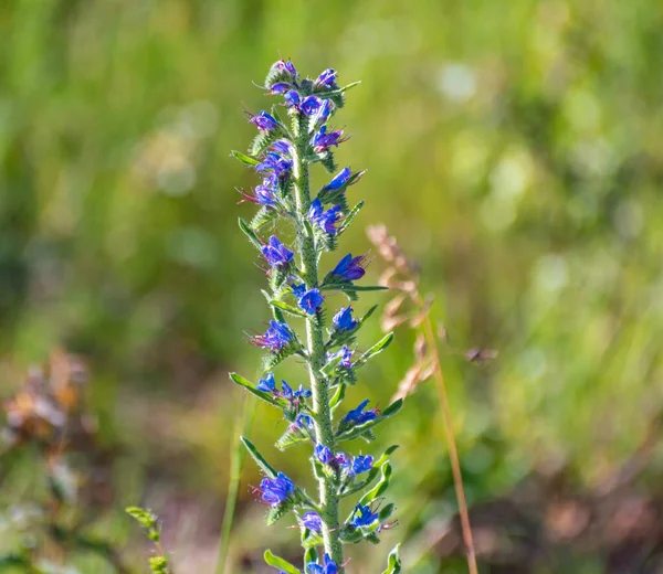 Běžná Modřina Echium Vulgare Kvete Karpatech — Stock fotografie