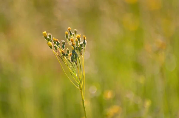 Crepis Teorum Summer Montary Meadow — стоковое фото