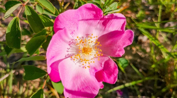 Vadrózsa Kaliforniai Rózsa Virágzik Kárpátokban — Stock Fotó