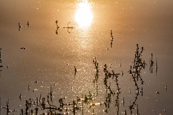 Belle Heure Dorée Sur Lac — Photo