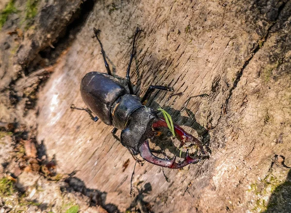 Escarabajo Ciervo Bosque Montaña — Foto de Stock