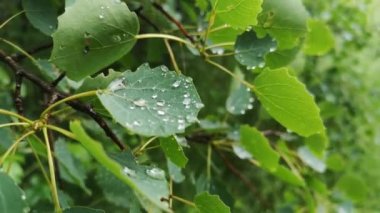Aspen yaprakları rüzgarda çırpınır yağmurda