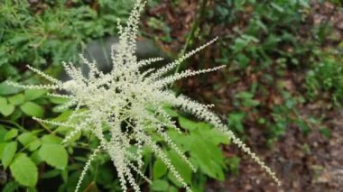 Yağmur ormanlarında Aruncus dioicus 'un çiçek açan dalı