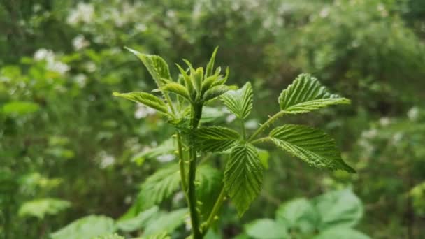 Branch Rubus Allegheniensis Rain Forest — Stock Video