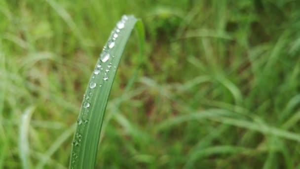 绿草上的雨滴 — 图库视频影像
