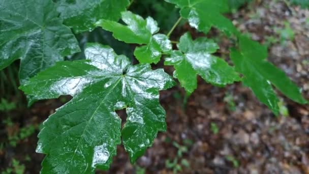 Ramo Acer Macrophyllum Nella Foresta Pluviale — Video Stock