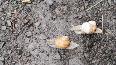 Yağmur altında orman salyangozlarının hareketi