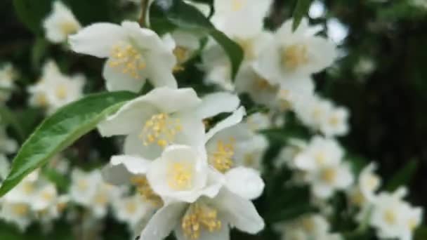 Yağmur Ormanlarında Philadelphia Coronarius Çiçek Açan Dalı — Stok video