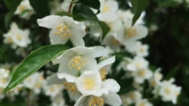 Квітуча Гілка Коронарія Філадельфії Дощовому Лісі — стокове відео