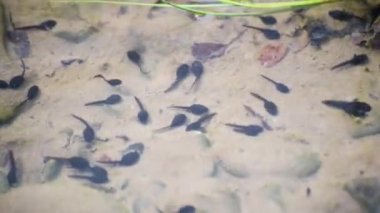 Dağ nehrindeki iribaşların doğal ortamı.