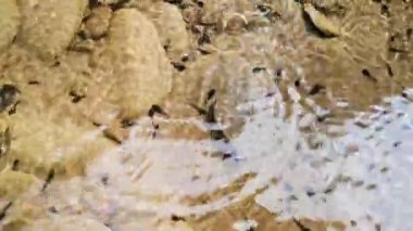 Dağ nehrindeki iribaşların doğal ortamı.