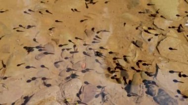 Dağ nehrindeki iribaşların doğal ortamı.