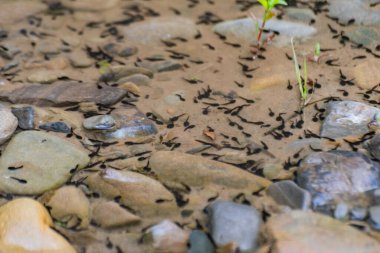 Dağ nehrindeki iribaşların doğal ortamı.
