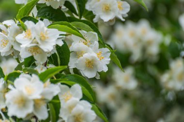 Yağmur ormanlarında, Philadelphia Coronarius 'un çiçek açan dalı.