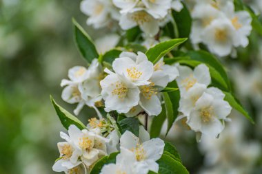 Yağmur ormanlarında, Philadelphia Coronarius 'un çiçek açan dalı.