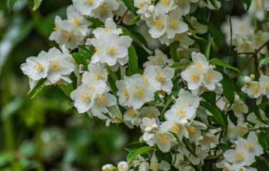 Yağmur ormanlarında, Philadelphia Coronarius 'un çiçek açan dalı.